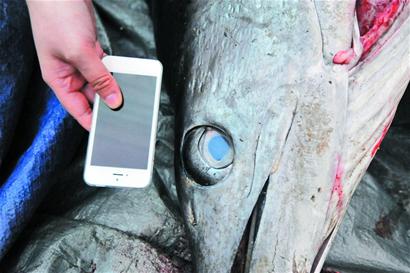 罕見金槍魚現菜市場 身長近4米體重超300斤 罕見金槍魚現菜市場 身長近4米體重超300斤