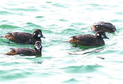 稀有丑鴨落腳太平角 頻遭彈弓襲擊 稀有丑鴨落腳太平角 頻遭彈弓襲擊
