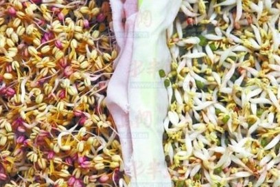 綠豆芽噴生長劑后又白又胖 吃多容易致癌 綠豆芽噴生長劑后又白又胖 吃多容易致癌
