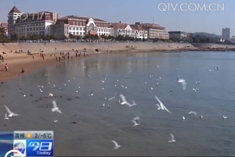 棧橋景區海鷗共舞