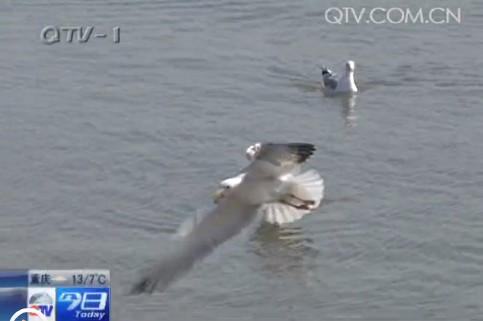 棧橋景區海鷗共舞