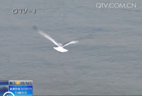 棧橋景區海鷗共舞