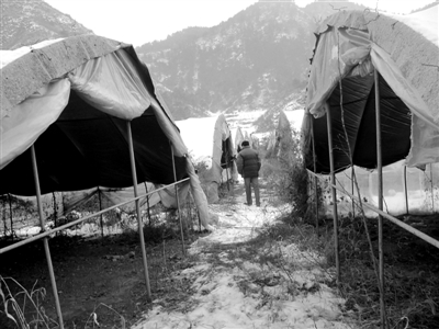 1月29日，偏橋村的蘑菇大棚，種植設(shè)備已被撤離，開春能不能種蘑菇還是個(gè)未知數(shù)。新京報(bào)記者 孟祥超 攝