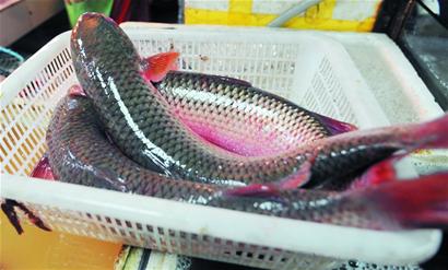 河海交匯開凌梭睡醒 大量上市被一搶光 河海交匯開凌梭睡醒 大量上市被一搶光