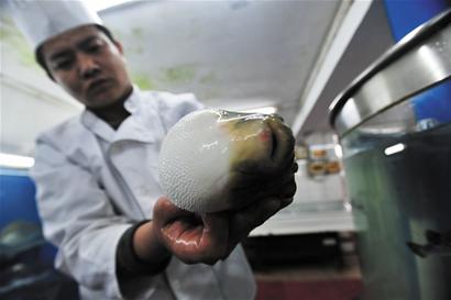 每年萬斤河豚端上青島餐桌 每年萬斤河豚端上青島餐桌