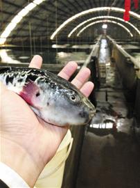 每年萬斤河豚端上青島餐桌 每年萬斤河豚端上青島餐桌