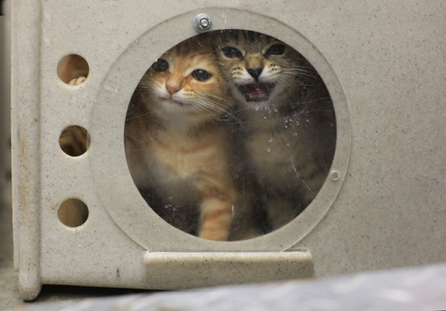 垃圾袋里的流浪動物：無人領養遭安樂死