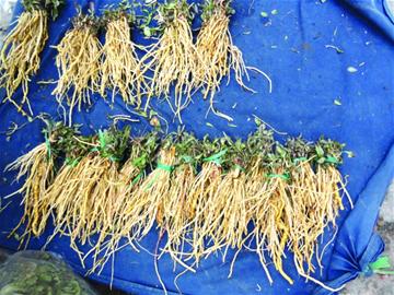 開春細(xì)數(shù)青島野菜 開春細(xì)數(shù)青島野菜