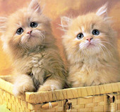 最可愛的動物寶寶 Cute！