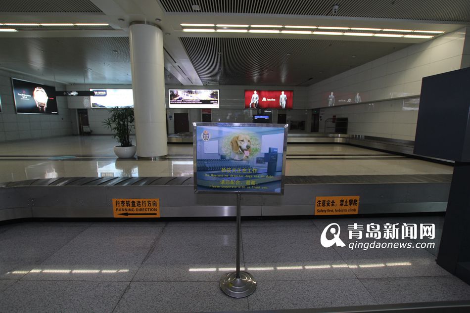 高清：實拍機場檢疫犬 輕嗅就能查出違禁物品