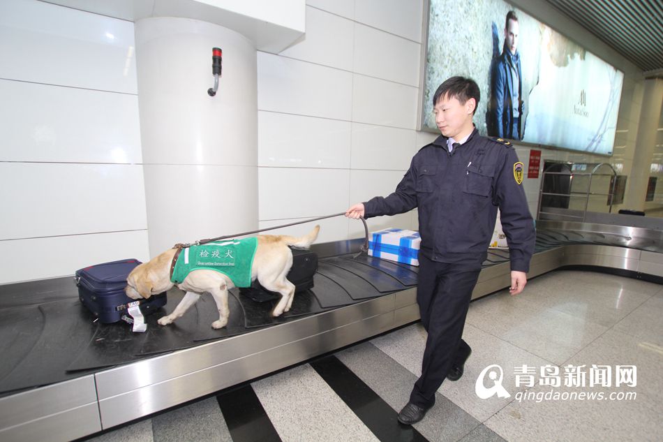 高清：實拍機場檢疫犬 輕嗅就能查出違禁物品