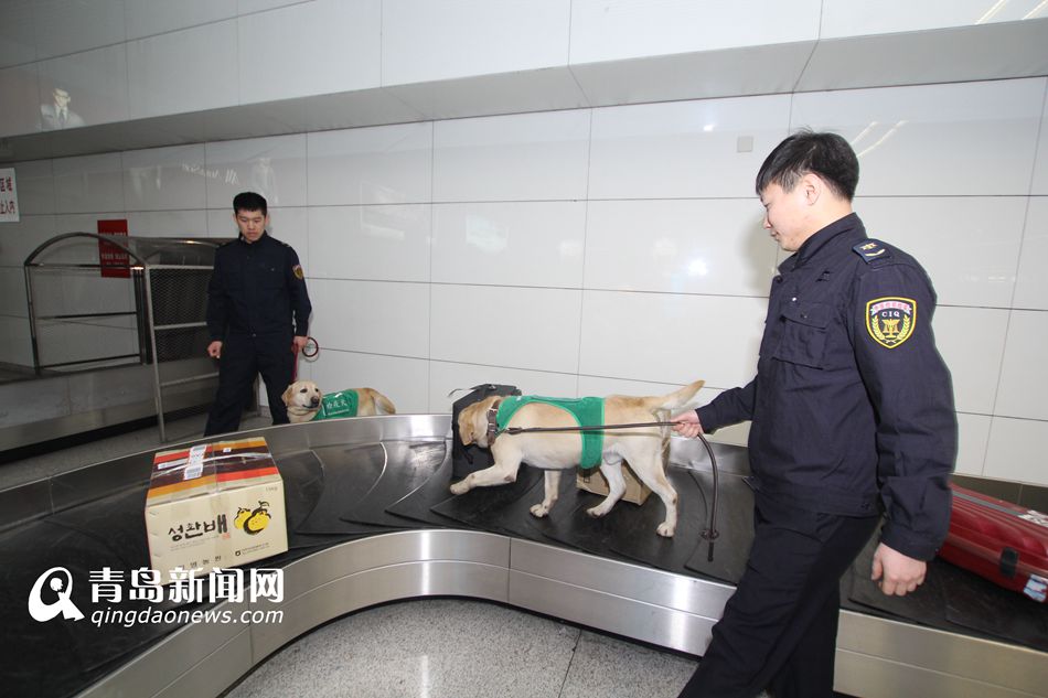 高清：實拍機場檢疫犬 輕嗅就能查出違禁物品