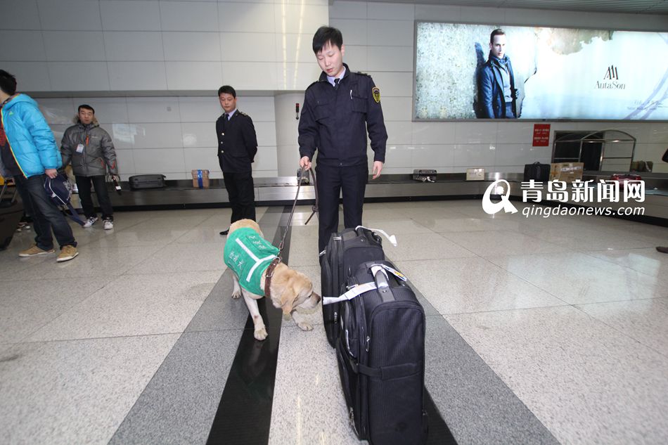 高清：實拍機場檢疫犬 輕嗅就能查出違禁物品