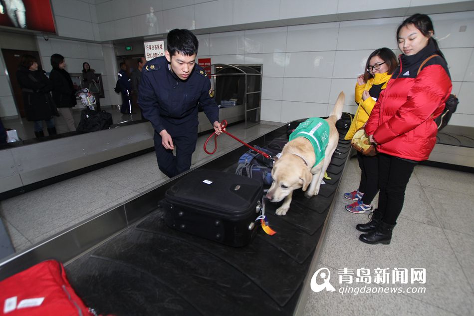 高清：實拍機場檢疫犬 輕嗅就能查出違禁物品