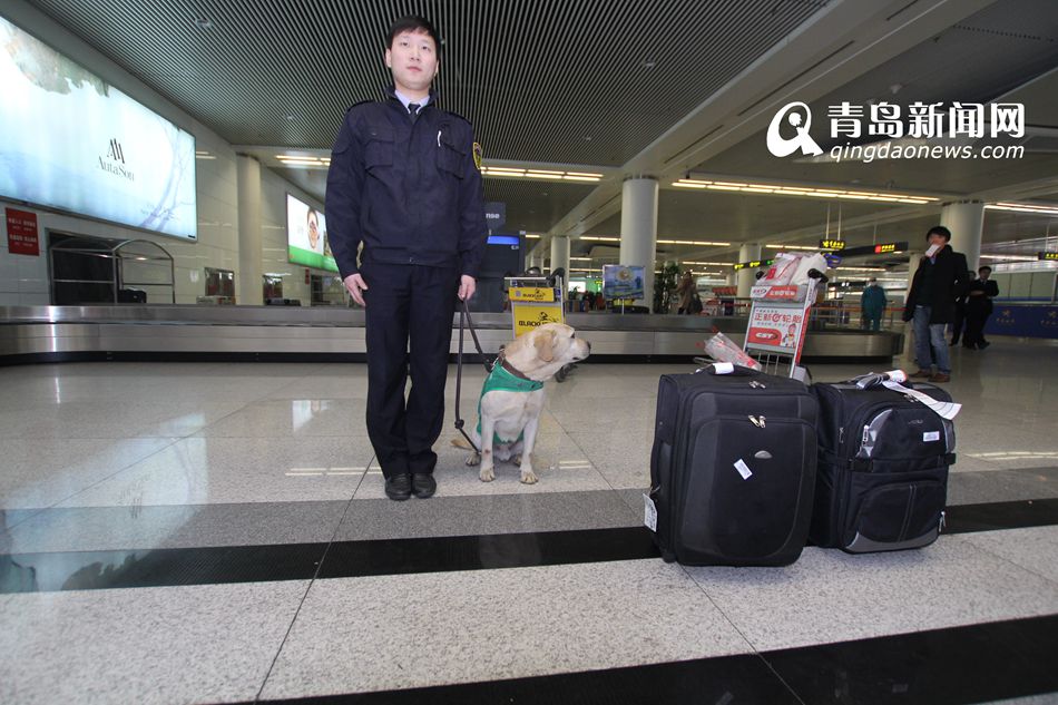 高清：實拍機場檢疫犬 輕嗅就能查出違禁物品