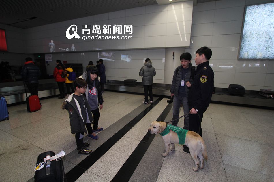 高清：實拍機場檢疫犬 輕嗅就能查出違禁物品