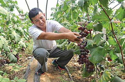 大學(xué)生回鄉(xiāng)創(chuàng)業(yè)種葡萄年賺百萬(wàn) 欲帶領(lǐng)村民致富 大學(xué)生回鄉(xiāng)創(chuàng)業(yè)種葡萄年賺百萬(wàn) 欲帶領(lǐng)村民致富