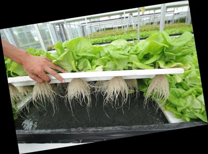 物聯網給蔬菜大棚當“管家”